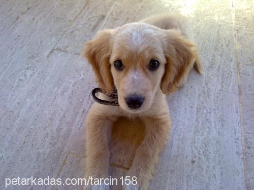 tarÇın Erkek Golden Retriever