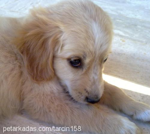 tarÇın Erkek Golden Retriever