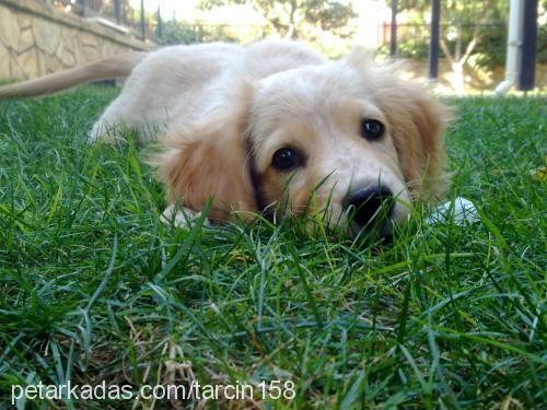 tarÇın Erkek Golden Retriever