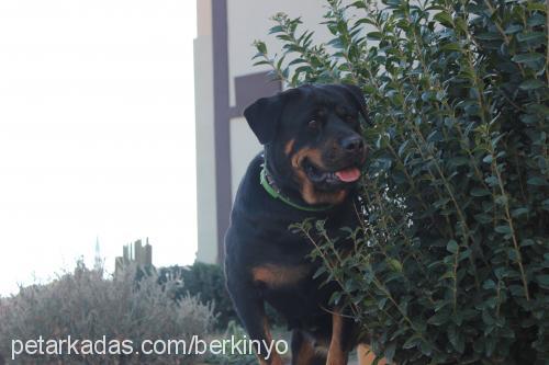 angel Dişi Rottweiler