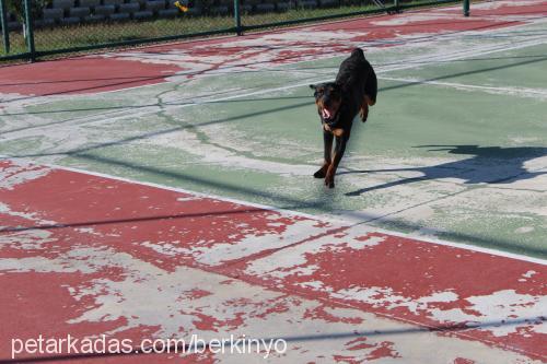 ronnie Erkek Rottweiler