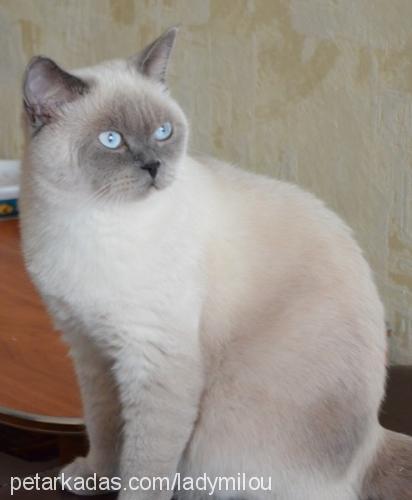 safir Dişi British Shorthair