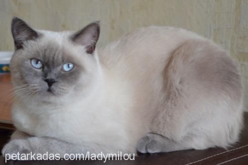 safir Dişi British Shorthair