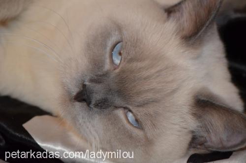 safir Dişi British Shorthair