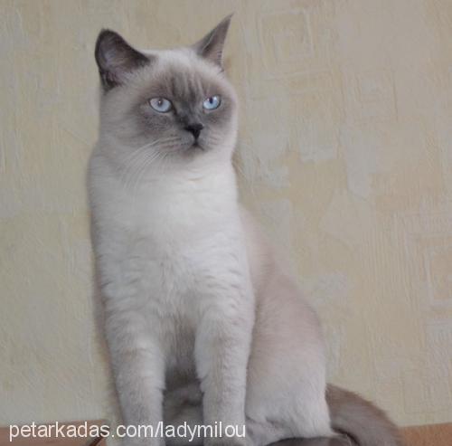 safir Dişi British Shorthair