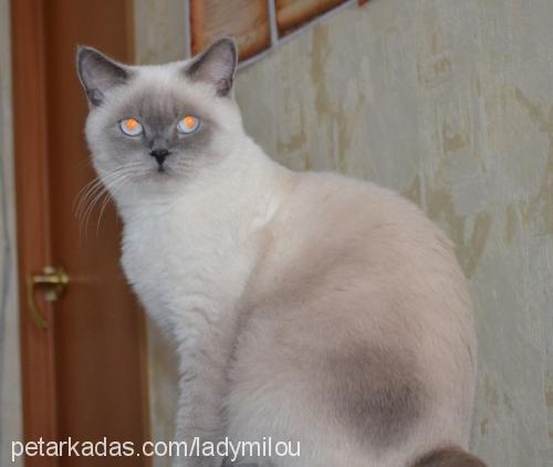 safir Dişi British Shorthair