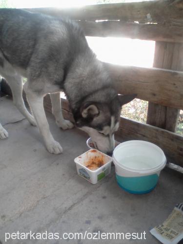 mavİŞkayip Erkek Sibirya Kurdu (Husky)