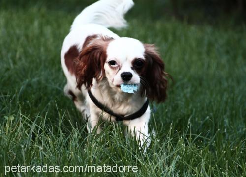 lady Dişi Cavalier King Charles Spanieli