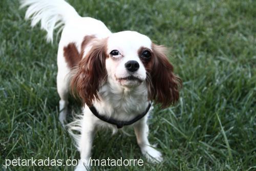 lady Dişi Cavalier King Charles Spanieli