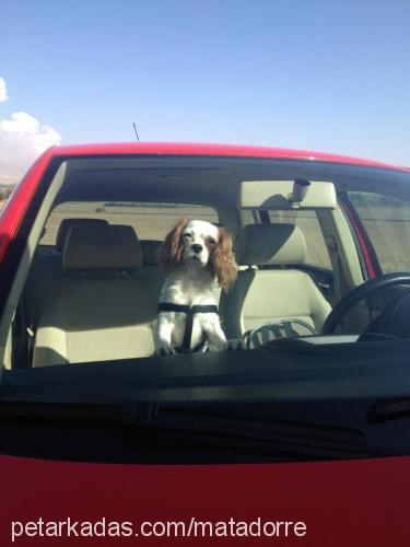 lady Dişi Cavalier King Charles Spanieli