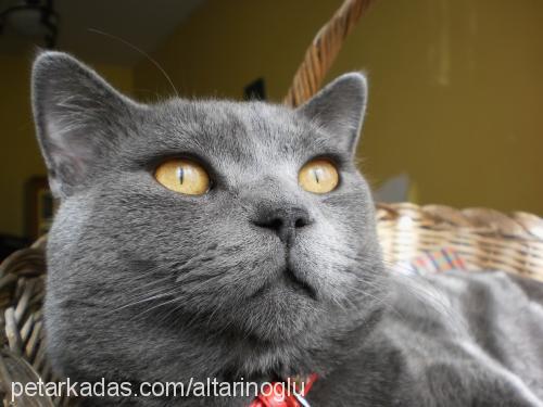 duman Erkek British Shorthair