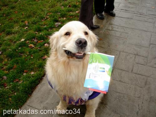 Şirin Dişi Golden Retriever