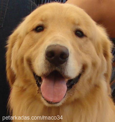 Şirin Dişi Golden Retriever