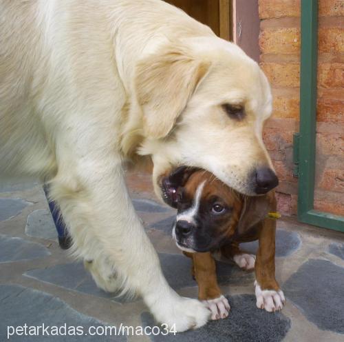 Şirin Dişi Golden Retriever