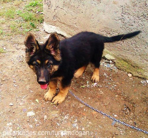 alex Erkek Alman Çoban Köpeği