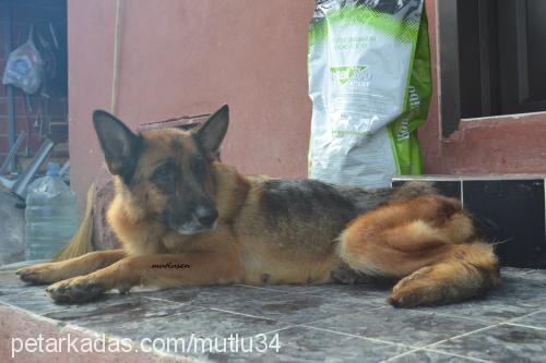 vena Dişi Alman Çoban Köpeği