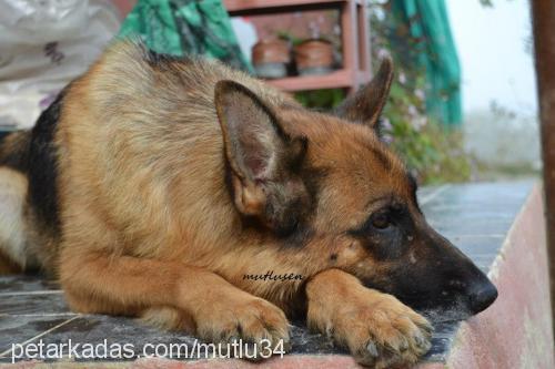 vena Dişi Alman Çoban Köpeği