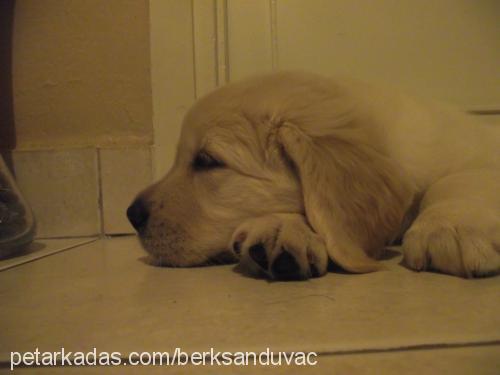 Çakıl Dişi Labrador Retriever