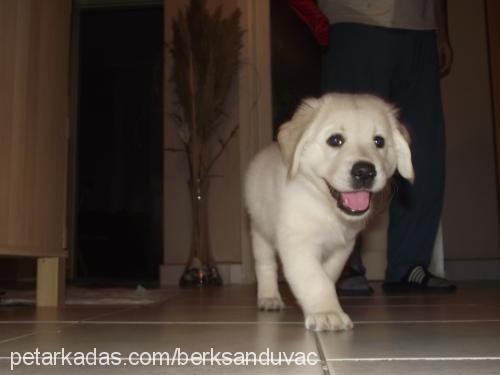 Çakıl Dişi Labrador Retriever