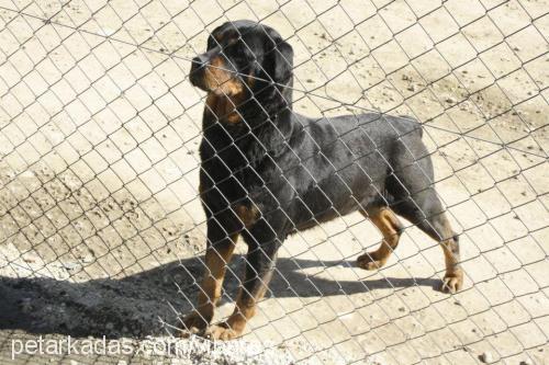 ares Dişi Rottweiler