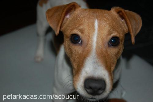 bücür Erkek Jack Russell Terrier