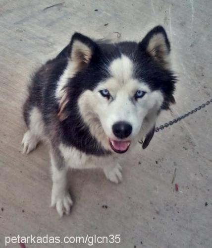 Şira Dişi Sibirya Kurdu (Husky)