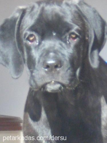 zoe Dişi Cane Corso Italiano