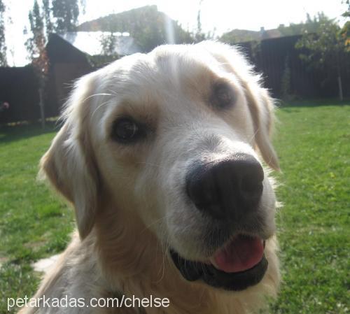 chelse Erkek Golden Retriever