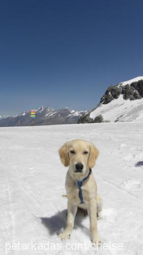 chelse Erkek Golden Retriever