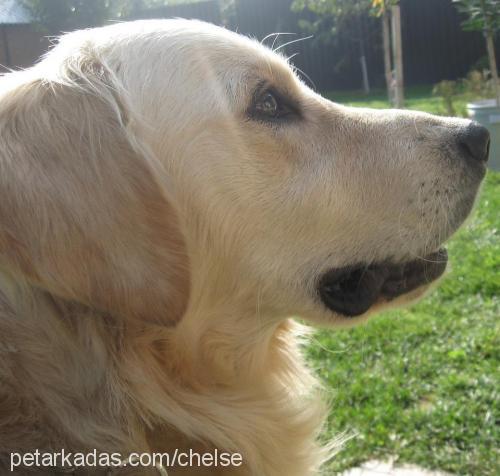 chelse Erkek Golden Retriever