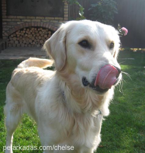 chelse Erkek Golden Retriever