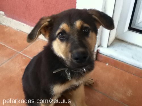 zeus Erkek Alman Çoban Köpeği