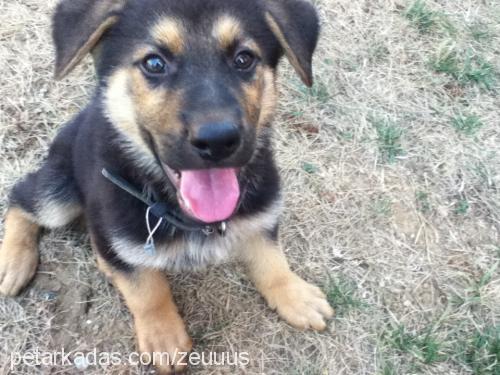 zeus Erkek Alman Çoban Köpeği