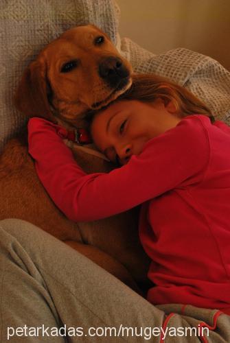 badem Dişi Labrador Retriever