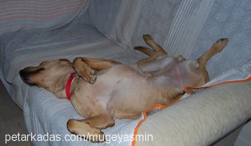 badem Dişi Labrador Retriever