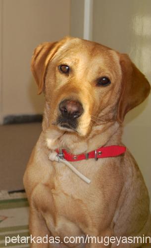 badem Dişi Labrador Retriever