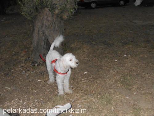 fındık Dişi Dandie Dinmont Terrier