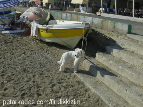 fındık Dişi Dandie Dinmont Terrier