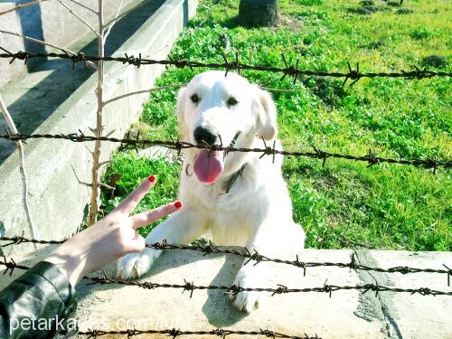 paşa Erkek Golden Retriever