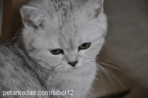 kumru Dişi British Shorthair