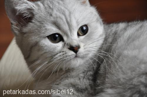 kumru Dişi British Shorthair