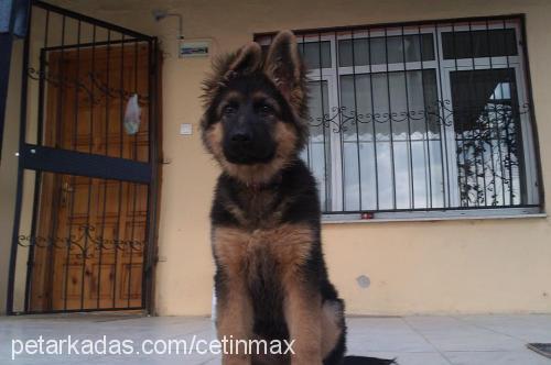 max Erkek Alman Çoban Köpeği