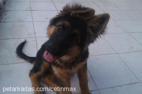 max Erkek Alman Çoban Köpeği