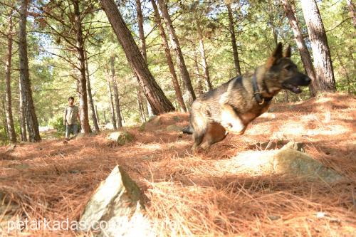 punk Dişi Alman Çoban Köpeği