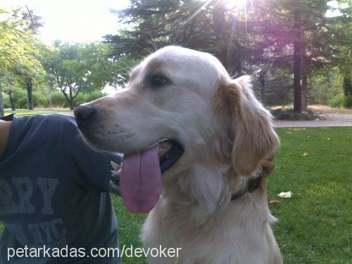 lucky Erkek Golden Retriever