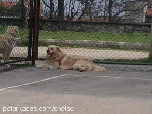 goddy Dişi Golden Retriever