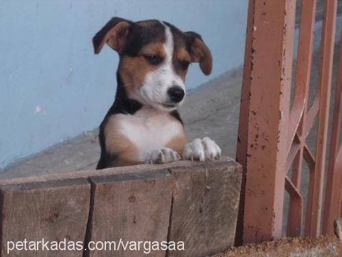 zeytin Dişi Jack Russell Terrier