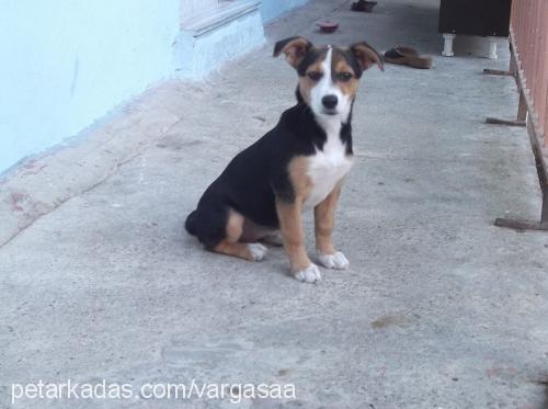 zeytin Dişi Jack Russell Terrier