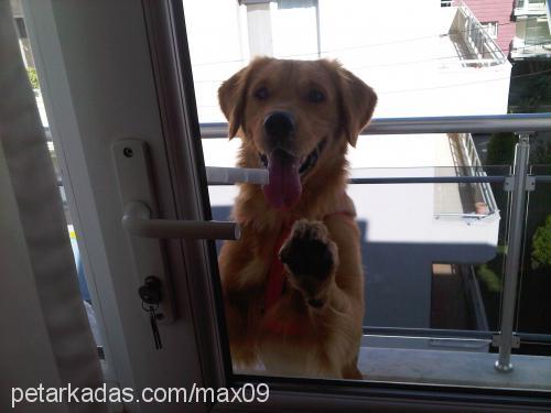 max Erkek Golden Retriever