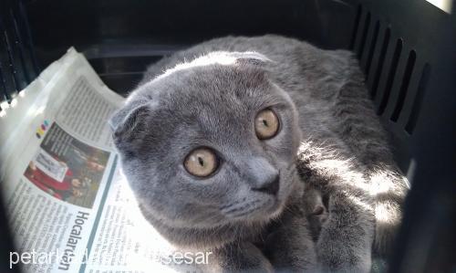 lokum Dişi Scottish Fold